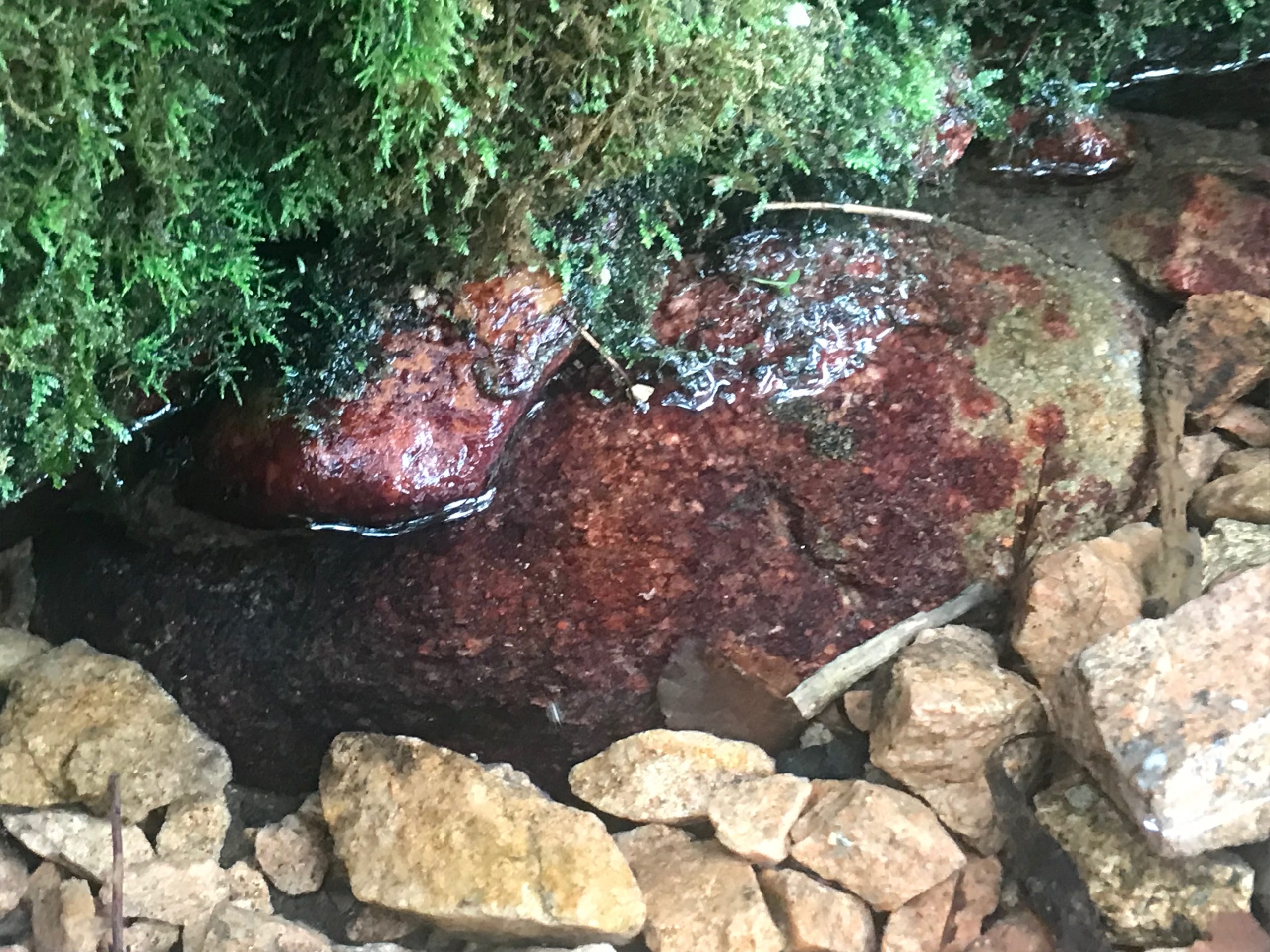 L'alga vermella <i>Hildenbrandia rivularis</i> a la font de Sant Roc