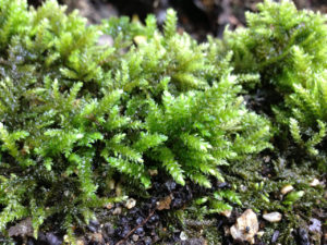 Thamnobryum alopecurum